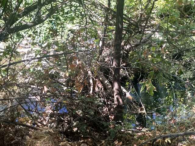 Log jam and blockage before removal.